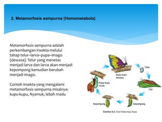 2. Metamorfosis sempurna (Homometabola)
Metamorfosis sempurna adalah
perkembangan insekta melului
tahap telur–larva–pupa–imago
(dewasa). Telur yang menetas
menjadi larva dan larva akan menjadi
kepompong kemudian berubah
menjadi imago.
Contoh insekta yang mengalami
metamorfosis sempurna misalnya:
kupu-kupu, Nyamuk, lebah madu
 