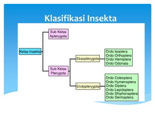 Klasifikasi Insekta
 