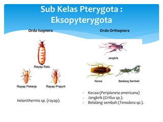 Sub Kelas Pterygota :
Eksopyterygota
Ordo Isoptera
Helanithermis sp. (rayap).
Ordo Orthoptera
- Kecoa (Periplaneta americana)
- Jangkrik (Grillus sp.).
- Belalang sembah (Tenodora sp.).
 