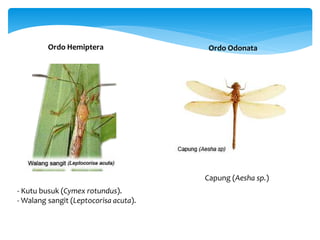 Ordo Hemiptera
- Kutu busuk (Cymex rotundus).
- Walang sangit (Leptocorisa acuta).
Ordo Odonata
Capung (Aesha sp.)
 