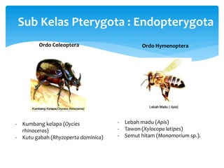 Sub Kelas Pterygota : Endopterygota
Ordo Coleoptera
- Kumbang kelapa (Oycies
rhinoceros)
- Kutu gabah (Rhyzoperta dominica)
Ordo Hymenoptera
- Lebah madu (Apis)
- Tawon (Xylocopa latipes)
- Semut hitam (Monomorium sp.).
 