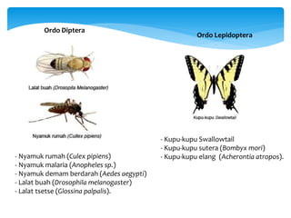 Ordo Diptera
- Nyamuk rumah (Culex pipiens)
- Nyamuk malaria (Anopheles sp.)
- Nyamuk demam berdarah (Aedes aegypti)
- Lalat buah (Drosophila melanogaster)
- Lalat tsetse (Glossina palpalis).
Ordo Lepidoptera
- Kupu-kupu Swallowtail
- Kupu-kupu sutera (Bombyx mori)
- Kupu-kupu elang (Acherontia atropos).
 