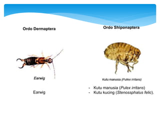 Earwig
- Kutu manusia (Pulex irritans)
- Kutu kucing (Stenossphalus felic).
Ordo Dermaptera Ordo Shiponaptera
 