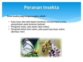 Peranan Insekta
Peran insekta yang menguntungkan adalah :
• Kupu-kupu atau lalat dapat membantu mempercepat proses
penyerbukan pada tanaman berbuah
• Penghasil madu, yaitu lebah (Apis indica)
• Penghasil bahan kain sutera, yaitu pupa kupu-kupu sutera
(Bombyx mori)
 