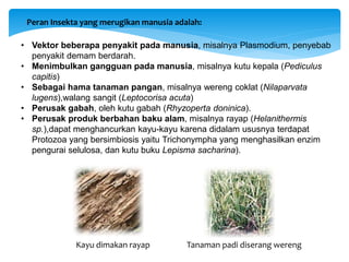 Peran Insekta yang merugikan manusia adalah:
• Vektor beberapa penyakit pada manusia, misalnya Plasmodium, penyebab
penyakit demam berdarah.
• Menimbulkan gangguan pada manusia, misalnya kutu kepala (Pediculus
capitis)
• Sebagai hama tanaman pangan, misalnya wereng coklat (Nilaparvata
lugens),walang sangit (Leptocorisa acuta)
• Perusak gabah, oleh kutu gabah (Rhyzoperta doninica).
• Perusak produk berbahan baku alam, misalnya rayap (Helanithermis
sp.),dapat menghancurkan kayu-kayu karena didalam ususnya terdapat
Protozoa yang bersimbiosis yaitu Trichonympha yang menghasilkan enzim
pengurai selulosa, dan kutu buku Lepisma sacharina).
Kayu dimakan rayap Tanaman padi diserang wereng
 