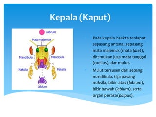 Kepala (Kaput)
• Pada kepala insekta terdapat
sepasang antena, sepasang
mata majemuk (mata facet),
ditemukan juga mata tunggal
(ocellus), dan mulut.
• Mulut tersusun dari sepang
mandibula, tiga pasang
maksila, bibir, atas (labrum),
bibir bawah (labium), serta
organ perasa (palpus).
 