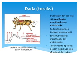 Dada (toraks)
• Dada terdiri dari tiga ruas
yaitu prothoraks,
mesothoraks, dan
metathoraks.
• Pada setiap segmen
terdapat sepasang kaki.
• Sayapnya terdapat
mesothoraks dan
metathoraks.
• Tubuh insekta diperkuat
dengan rangka luar atau
eksoskelet dari chitine.
Susunan kaki pada insekta yang
terdiri-dari ruas-ruas
 