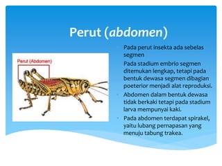 Perut (abdomen)
• Pada perut insekta ada sebelas
segmen
• Pada stadium embrio segmen
ditemukan lengkap, tetapi pada
bentuk dewasa segmen dibagian
poeterior menjadi alat reproduksi.
• Abdomen dalam bentuk dewasa
tidak berkaki tetapi pada stadium
larva mempunyai kaki.
• Pada abdomen terdapat spirakel,
yaitu lubang pernapasan yang
menuju tabung trakea.
 