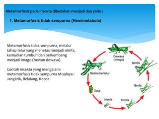 Metamorfosis pada insekta dibedakan menjadi dua yaitu :
1. Metamorfosis tidak sempurna (Hemimetabola)
Metamorfosis tidak sempurna, melalui
tahap telur yang menetas menjadi nimfa,
kemudian tumbuh dan berkembang
menjadi imago (hewan dewasa).
Contoh insekta yang mengalami
metamorfosis tidak sempurna Misalnya :
Jangkrik, Belalang, Kecoa
 