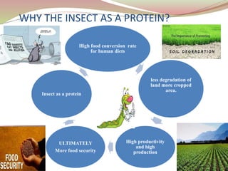 WHY THE INSECT AS A PROTEIN?
High food conversion rate
for human diets
less degradation of
land more cropped
area.
High productivity
and high
production
ULTIMATELY
More food security
Insect as a protein
 