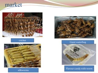 market
cricket
Giant waterbug
silkworms
Flavour candy with worm
 