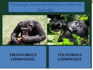 FRUGIVOROUS
CHIMPANZEE.
FOLIVOROUS
CHIMPANZEE
Great ape insect preferences reflect by
their diet.
 