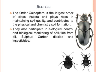 BEETLES
 The Order Coleoptera is the largest order
of class insecta and plays roles in
maintaining soil quality, and contributes to
the physical and chemistry soil formation.
 They also participate in biological control
and biological monitoring of pollution from
oil, Sulphur, Carbon dioxide and
insecticides.
 