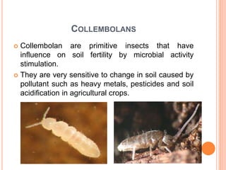 COLLEMBOLANS
 Collembolan are primitive insects that have
influence on soil fertility by microbial activity
stimulation.
 They are very sensitive to change in soil caused by
pollutant such as heavy metals, pesticides and soil
acidification in agricultural crops.
 