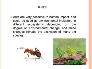 ANTS
 Ants are very sensitive to human impact, and
could be used as environmental indicators in
different ecosystems depending on the
degree on environmental change, and these
changes reveals the extinction of many ant
species.
 