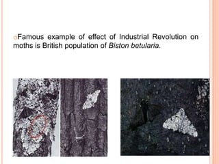 oFamous example of effect of Industrial Revolution on
moths is British population of Biston betularia.
 