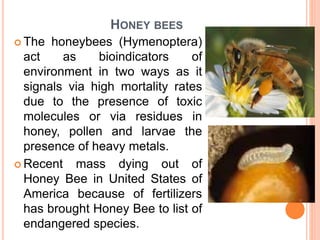 HONEY BEES
 The honeybees (Hymenoptera)
act as bioindicators of
environment in two ways as it
signals via high mortality rates
due to the presence of toxic
molecules or via residues in
honey, pollen and larvae the
presence of heavy metals.
 Recent mass dying out of
Honey Bee in United States of
America because of fertilizers
has brought Honey Bee to list of
endangered species.
 