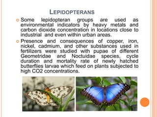 LEPIDOPTERANS
 Some lepidopteran groups are used as
environmental indicators by heavy metals and
carbon dioxide concentration in locations close to
industrial and even within urban areas.
 Presence and consequences of copper, iron,
nickel, cadmium, and other substances used in
fertilizers were studied with pupae of different
Geometridae and Noctuidae species, cycle
duration and mortality rate of newly hatched
butterflies larvae which feed on plants subjected to
high CO2 concentrations.
 