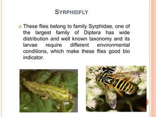 SYRPHIDFLY
 These flies belong to family Syrphidae, one of
the largest family of Diptera has wide
distribution and well known taxonomy and its
larvae require different environmental
conditions, which make these flies good bio
indicator.
 