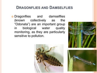DRAGONFLIES AND DAMSELFLIES
 Dragonflies and damselflies
(known collectively as the
“Odonata”) are an important group
in biological water quality
monitoring, as they are particularly
sensitive to pollution.
 