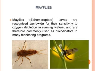 MAYFLIES
 Mayflies (Ephemeroptera) larvae are
recognized worldwide for their sensitivity to
oxygen depletion in running waters, and are
therefore commonly used as bioindicators in
many monitoring programs.
 