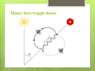 Insect behavior | PDF