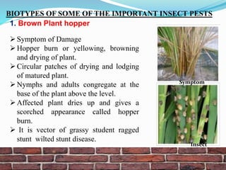 Hopperburn In Rice Insect biotypes | PPTX