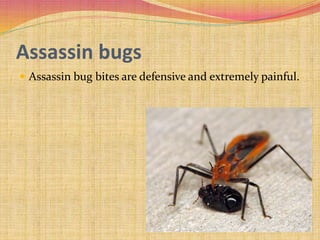 Assassin bugs
 Assassin bug bites are defensive and extremely painful.
 