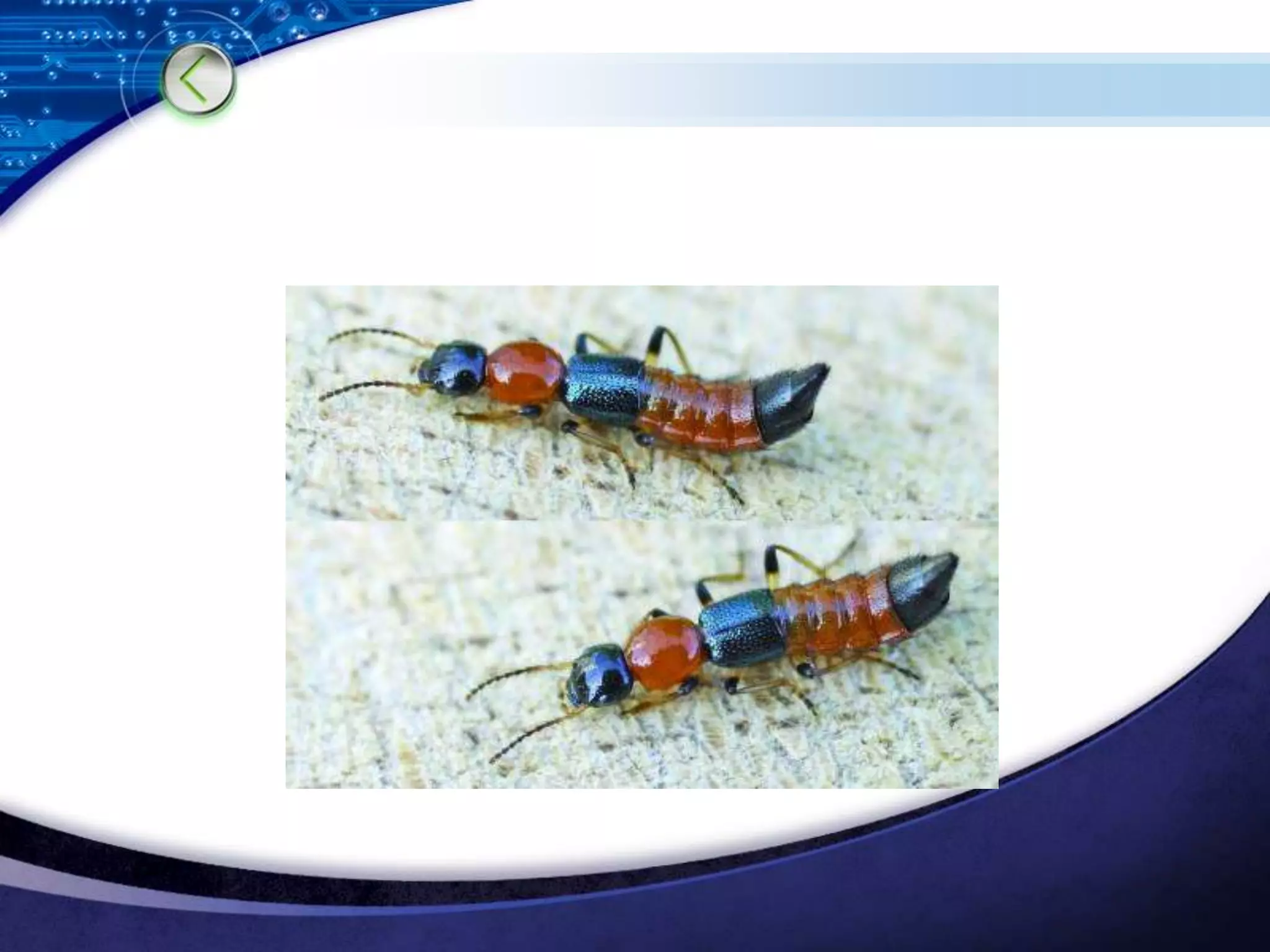 Insect bites and stings | PPTX