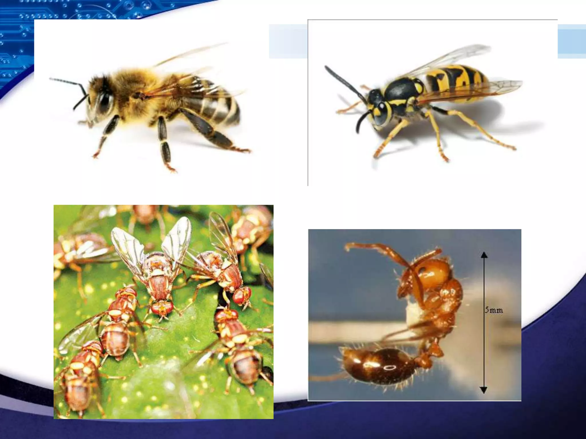 Insect bites and stings | PPTX