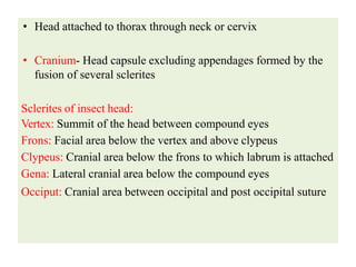 Insect body segmentation................ | PDF