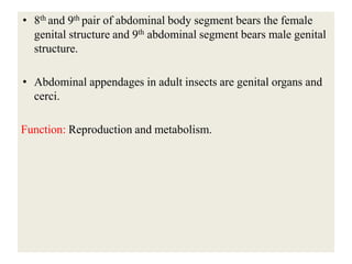 Insect body segmentation................ | PDF