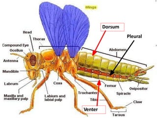 Insect body segmentation................ | PDF