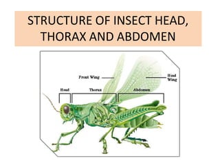 Insect body segmentation................ | PDF