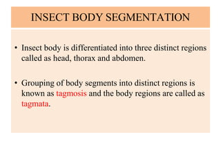 Insect body segmentation................ | PDF