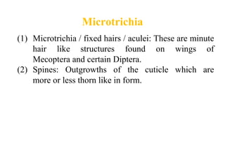 Microtrichae Insects INSECT_BODY_WALL.ppt