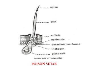INSECT_BODY_WALL.ppt