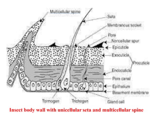 INSECT_BODY_WALL.ppt