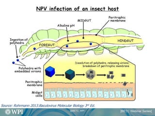 High Level Recombinant Protein Production In Insect Cell Culture | PDF
