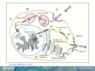 High Level Recombinant Protein Production In Insect Cell Culture | PDF