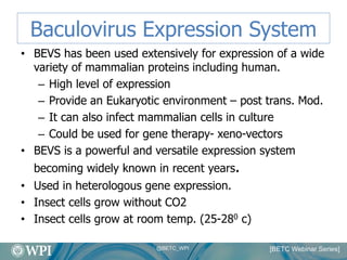 High Level Recombinant Protein Production In Insect Cell Culture | PDF