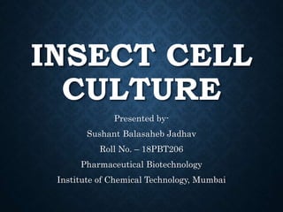INSECT CELL
CULTURE
Presented by-
Sushant Balasaheb Jadhav
Roll No. – 18PBT206
Pharmaceutical Biotechnology
Institute of Chemical Technology, Mumbai
 