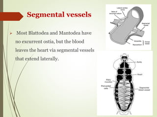 insect_circulatory_system................ | PDF