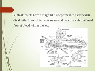  Most insects have a longitudinal septum in the legs which
divides the lumen into two sinuses and permits a bidirectional
flow of blood within the leg.
 
