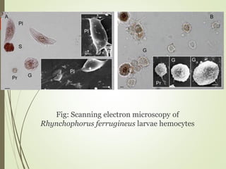 Fig: Scanning electron microscopy of
Rhynchophorus ferrugineus larvae hemocytes
 