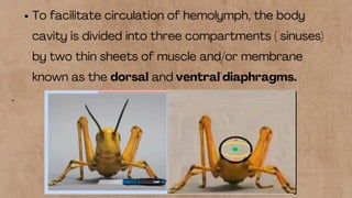 Circulatory system of insect Open Circulatory system | PDF