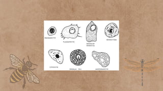 Circulatory system of insect Open Circulatory system | PDF