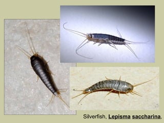 Silverfish, Lepisma saccharina,
 