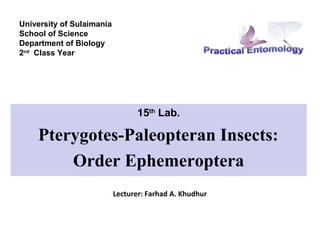 University of Sulaimania
School of Science
Department of Biology
2nd Class Year




                                  15th Lab.

    Pterygotes-Paleopteran Insects:
        Order Ephemeroptera
                           Lecturer: Farhad A. Khudhur
 