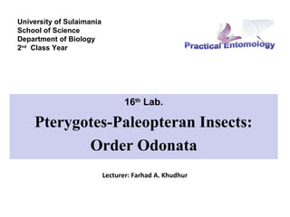 University of Sulaimania
School of Science
Department of Biology
2nd Class Year




                                  16th Lab.

    Pterygotes-Paleopteran Insects:
           Order Odonata
                           Lecturer: Farhad A. Khudhur
 